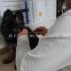 واکسیناسیون حیوانات