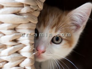 خرید گربه آپارتمانی