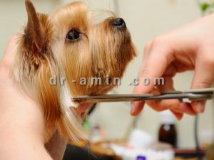 قیمت آرایش حیوانات خانگی