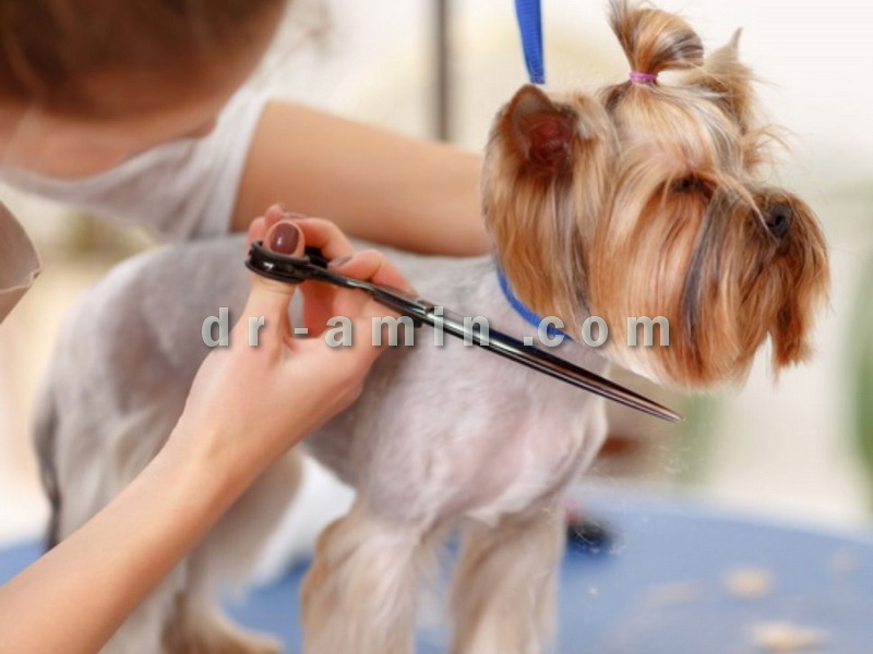 آرایشگاه سگ و گربه