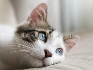 خرید و فروش گربه خانگی
