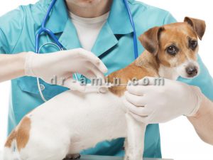 ویزیت حیوانات خانگی در محل