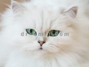 خرید گربه خانگی