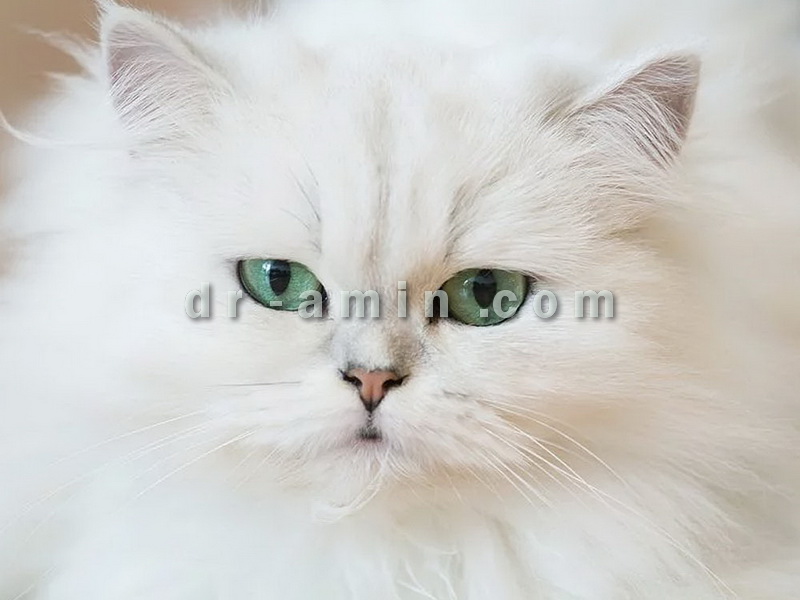 خرید گربه خانگی