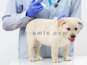 قیمت واکسن سگ