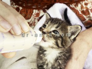 مشاوره خرید و نگهداری گربه