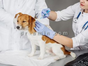 کلینیک تخصصی حیوانات خانگی
