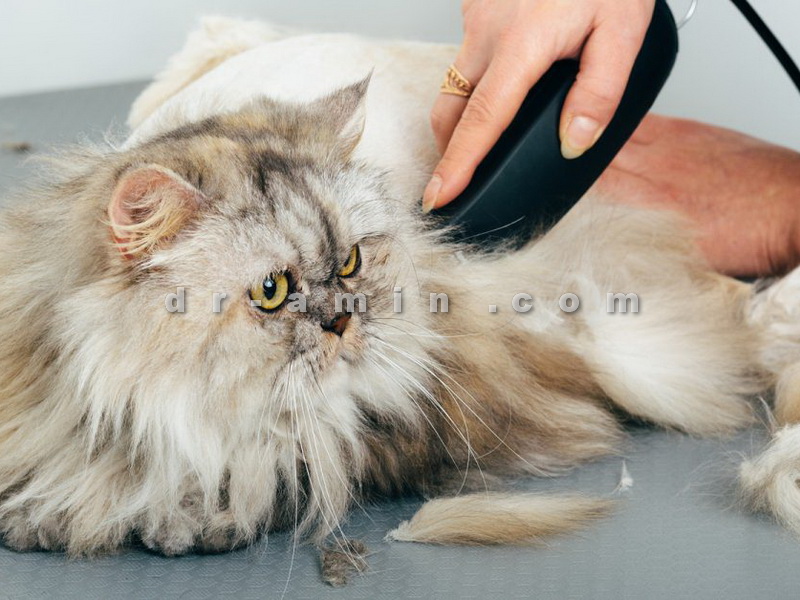 آرایش گربه