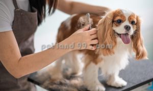 آرایشگاه سگ منطقه یک
