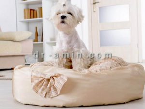 پانسیون سگ ویژه ولنتاین