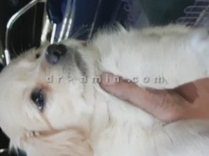 عمل جراحی چشم گیلاسی (بیرون زدگی غده اشکی) توله سگ 50 روزه - بعد از عمل