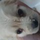 عمل جراحی چشم گیلاسی (بیرون زدگی غده اشکی) توله سگ 50 روزه - قبل از عمل