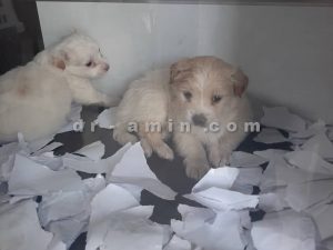 فروش توله سگ شیتزو شیواوا