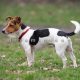 فروش جک راسل تریر در پاسداران