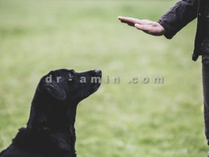 تربیت سگ نگهبان
