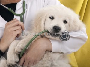 کلینیک دامپزشکی دروس