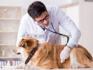 کلینیک دامپزشکی شمس آباد