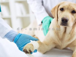 اعزام دامپزشک در محل