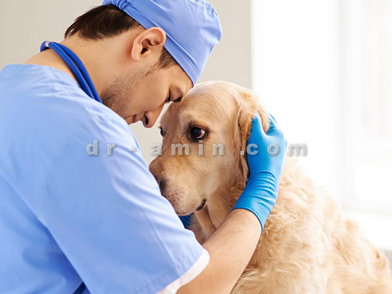 اعزام دامپزشک در محل