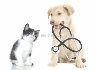 ویزیت دامپزشک در محل