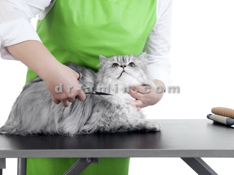 اصلاح و آرایش گربه