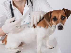 قیمت واکسن حیوانات